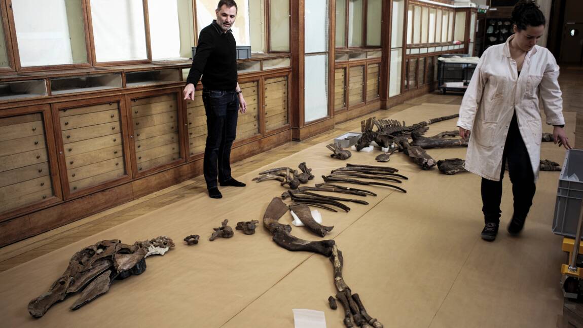 Au Muséum de Paris, l'art et la manière de "remonter" un dinosaure