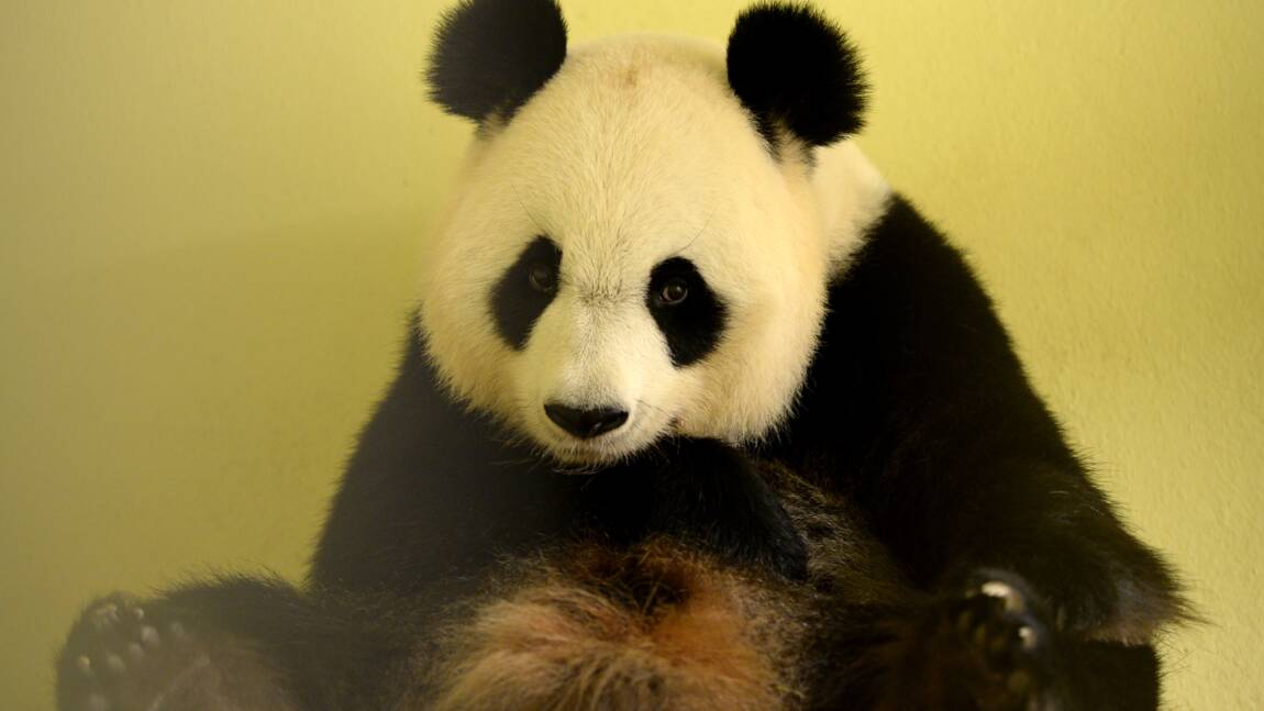 Zoo De Beauval Pour La Premiere Fois Une Femelle Panda En Gestation En France Geo Fr