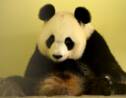 Zoo de Beauval: pour la première fois, une femelle panda en gestation en France