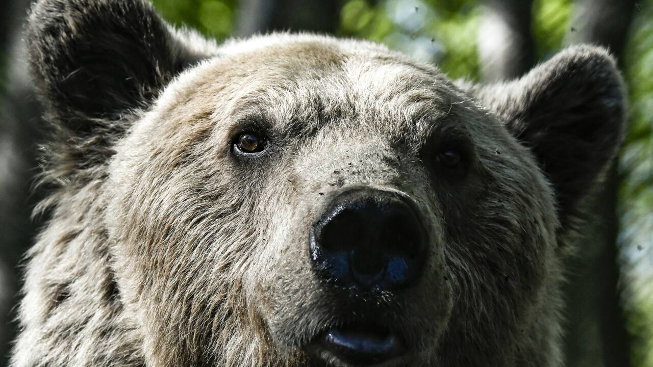 L'Etat a défini son plan ours pour 2018-28