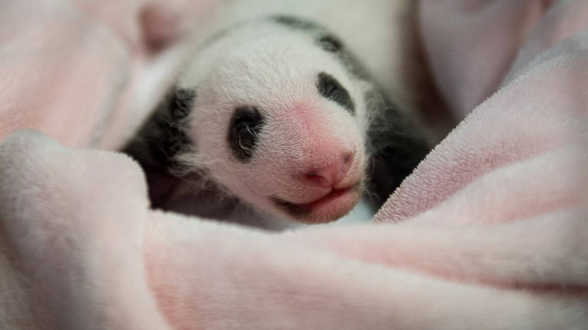 Le Bebe Panda De Beauval Fete Son Premier Mois En Depassant Le Kilo Geo Fr