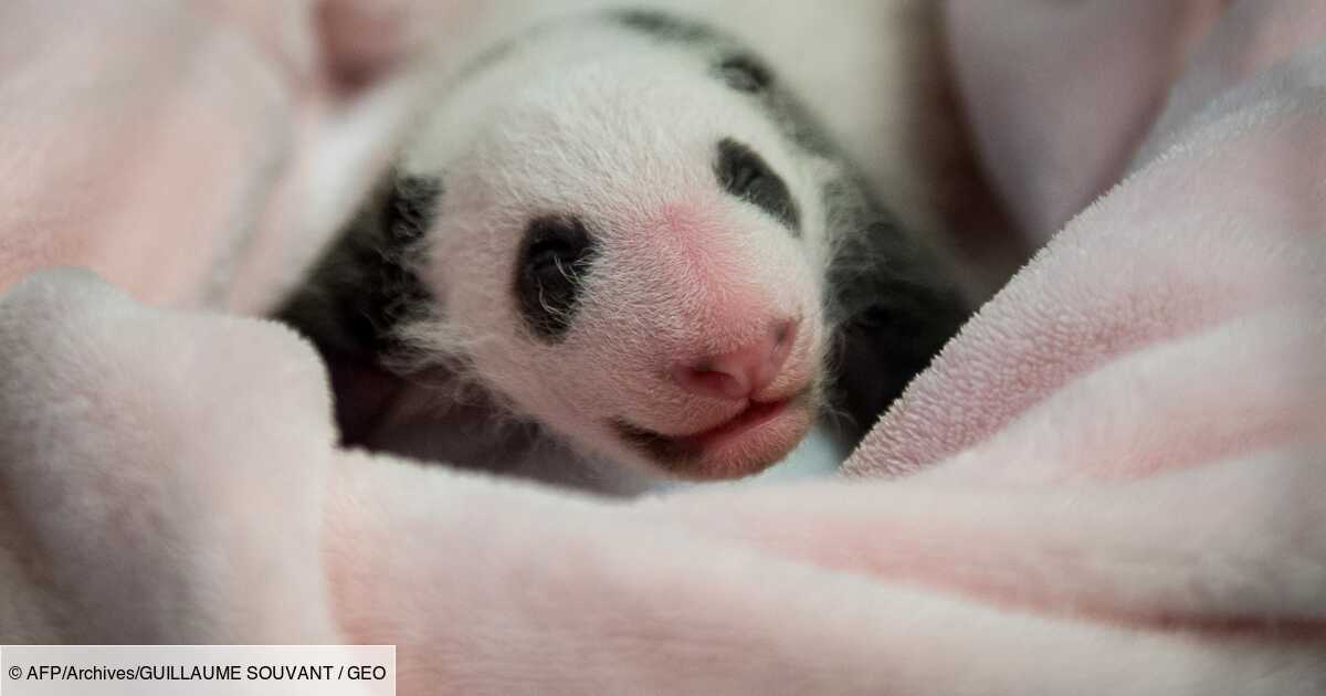 Le Bebe Panda De Beauval Fete Son Premier Mois En Depassant Le Kilo Geo Fr