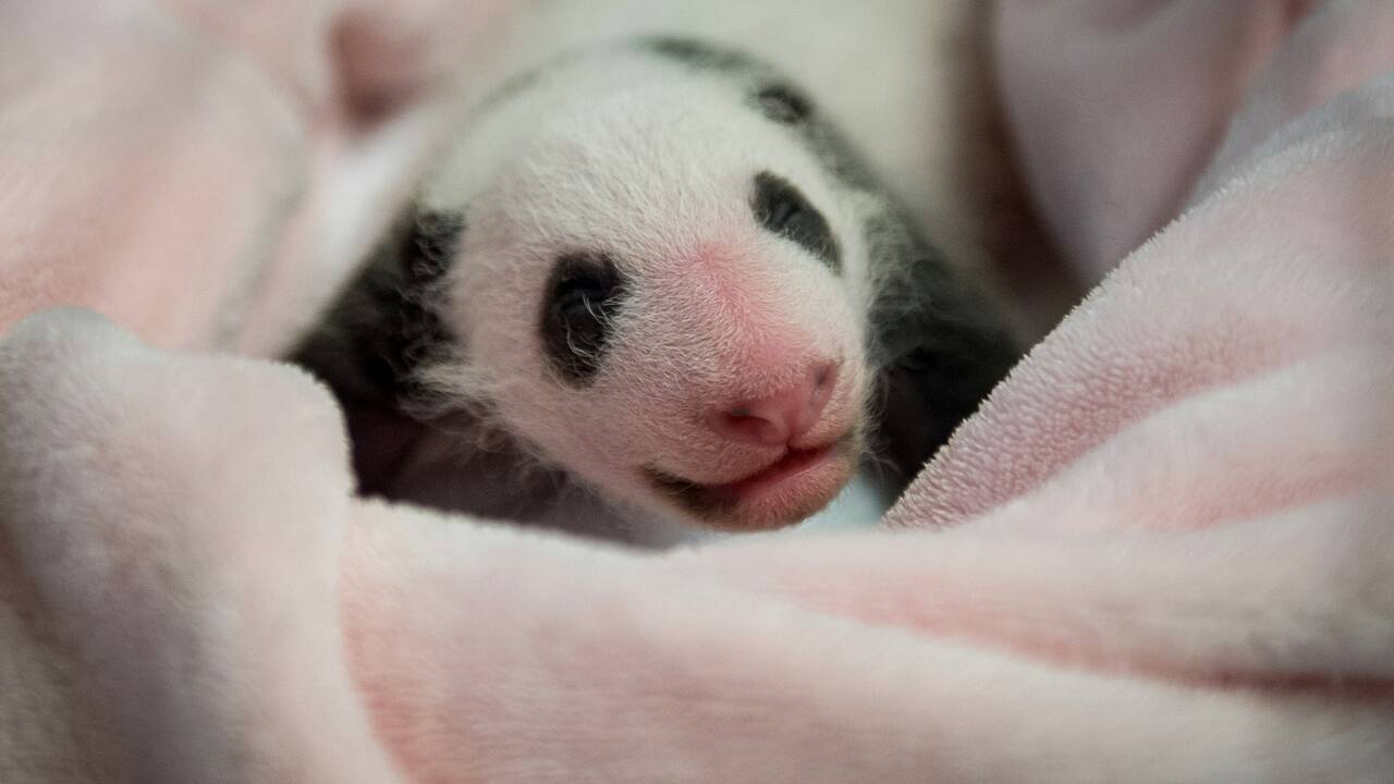 Le bébé panda de Beauval fête son premier mois en dépassant le kilo