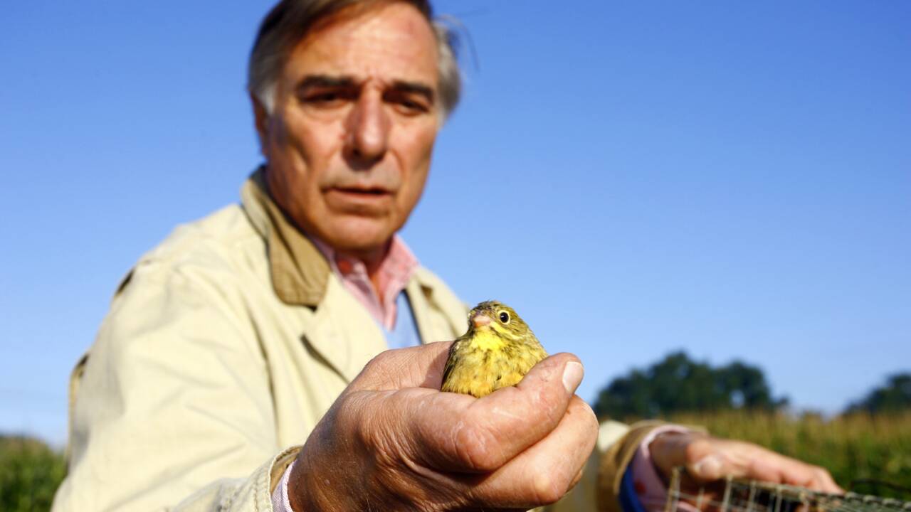 Ortolan: la population de ces oiseaux décline dans le Sud-Ouest