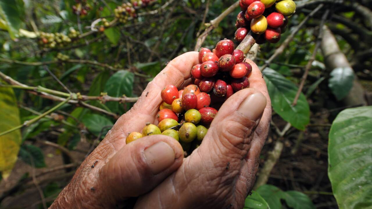 La culture du café en Éthiopie menacée par le réchauffement climatique