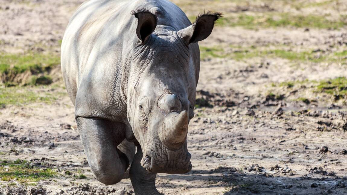 Rhinocéros tué à Thoiry: une information judiciaire ouverte