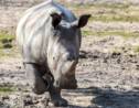 La mort de Vince le rhinocéros, tabou pour les enfants au zoo de Thoiry