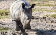 Dismissal for Vince, this rhino from Thoiry Zoo killed for his horn in 2017