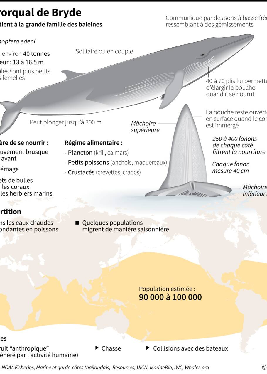Thaïlande: observer les baleines au large de Bangkok