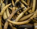 Le Royaume-Uni veut durcir l'interdiction du commerce de l'ivoire