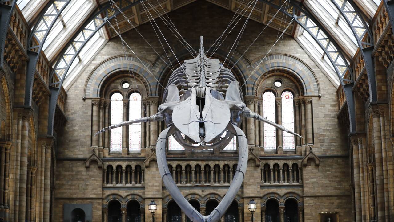 "Hope" la baleine, nouvelle star du Musée d'histoire naturelle de Londres