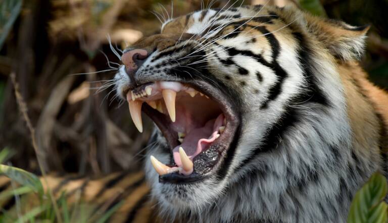 Indonesie Un Tigre Dechiquete Une Employee D Une Plantation D Huile De Palme Geo Fr