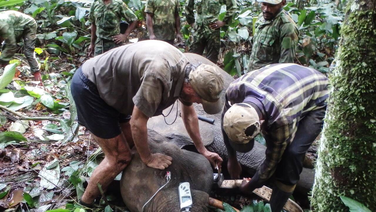 VIDÉO - Au Gabon, des éléphants à collier contre les braconniers