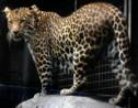 Effondrement du nombre de léopards dans le nord de l'Afrique du Sud