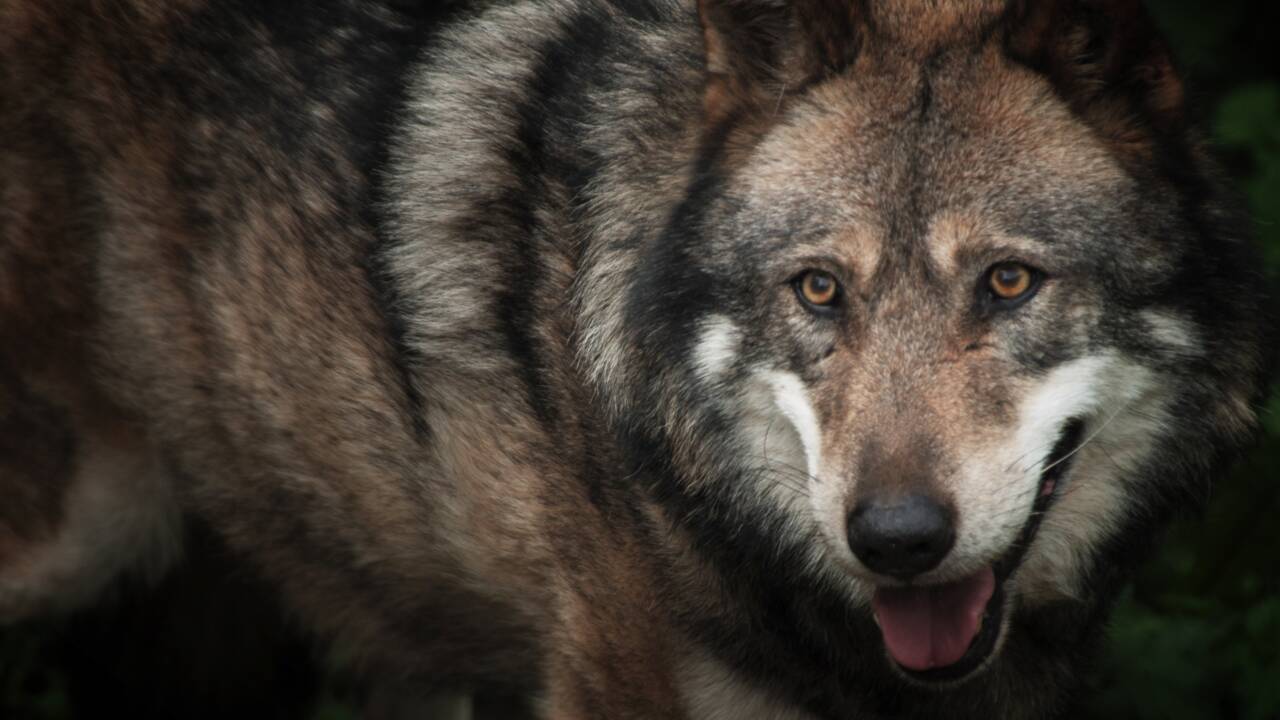 "La vallée des loups", récit filmé d'une quête d'un animal mythique