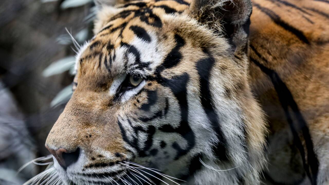 Populaires mais en danger: tigres, lions et pandas victimes de leur succès (étude)