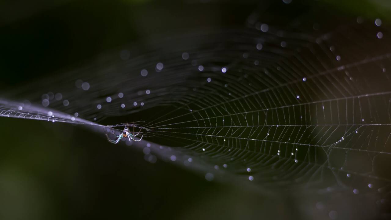 Une étude révèle l'appétit vorace des araignées