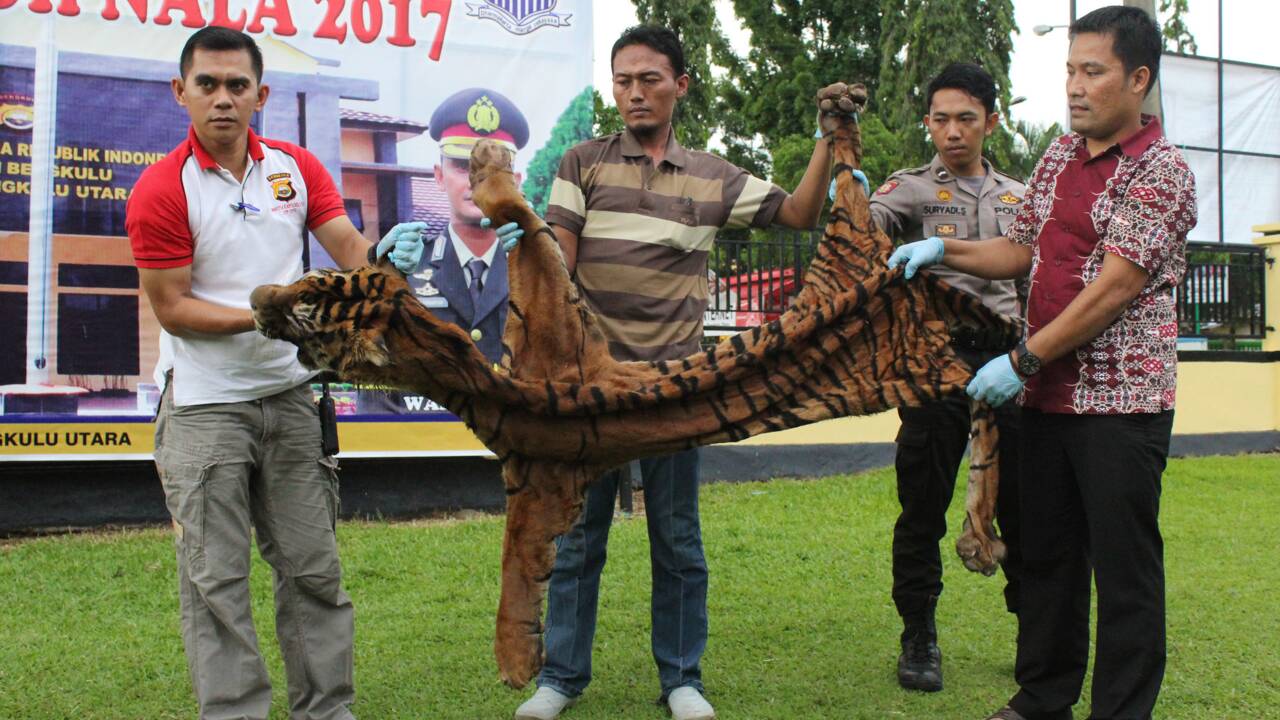 Indonésie : arrestation de deux hommes soupçonnés d'avoir chassé le tigre