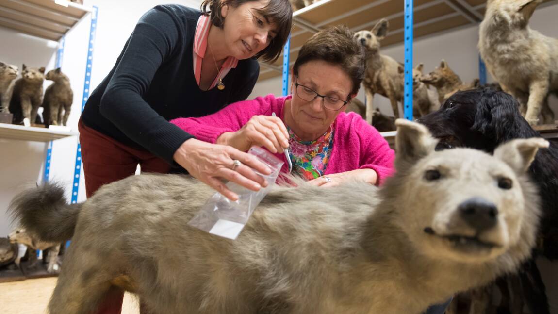 Cherche loups naturalisés pour étude scientifique de l'espèce en Europe de l'ouest