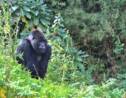 Les gorilles d'Afrique occidentale plus nombreux que prévu mais toujours menacés 