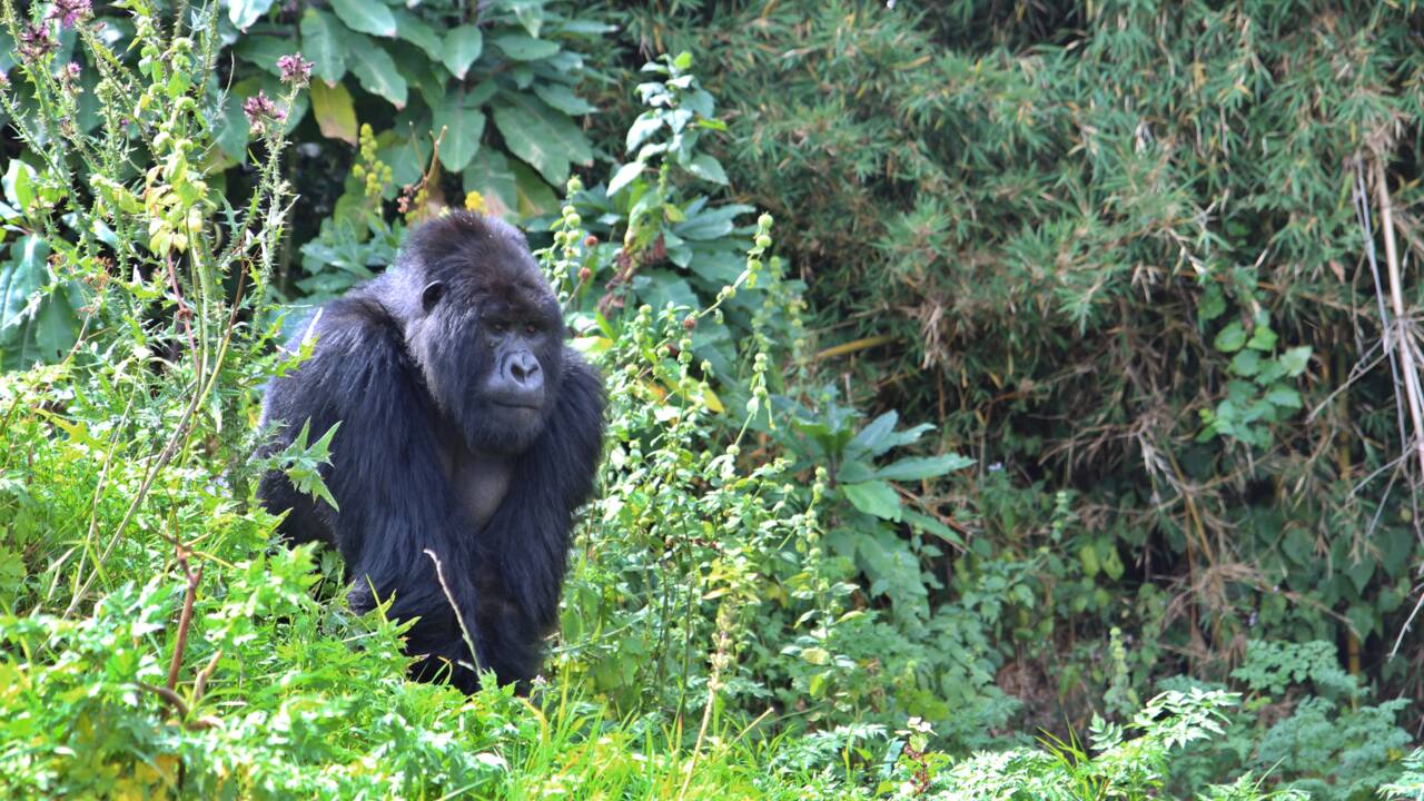 Les gorilles d'Afrique occidentale plus nombreux que prévu mais toujours menacés 