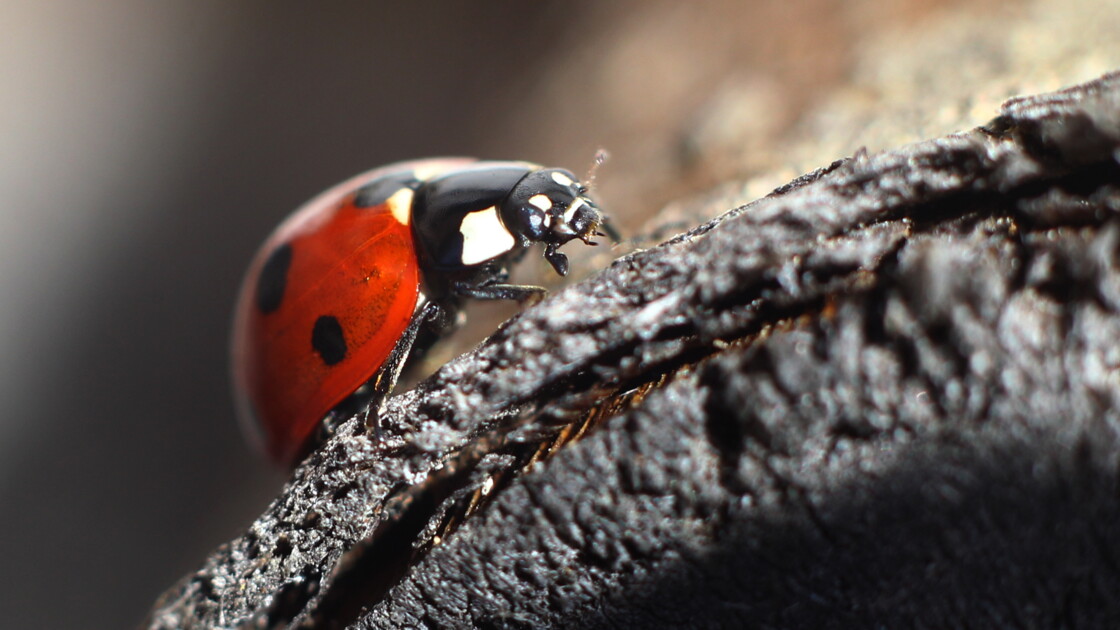 Coccinelles Arlequin Un Seul Gene A L Origine D Une Grande Variete De Motifs Geo Fr Coccinelles Arlequin Un Seul Gene A L Origine D Une Grande Variete De Motifs Geo Fr