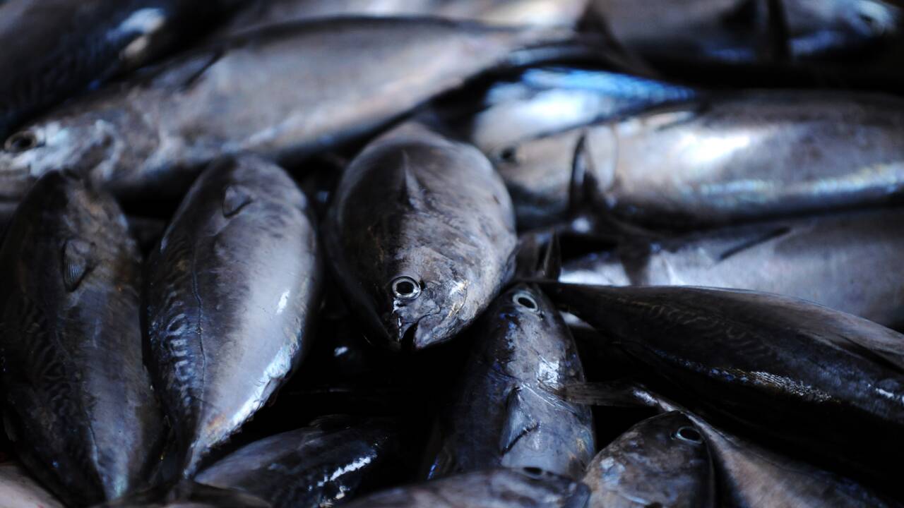 Pêche illégale: importations UE pas assez contrôlées