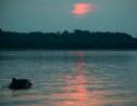 Les dauphins roses d'Amazonie contaminés au mercure selon le WWF