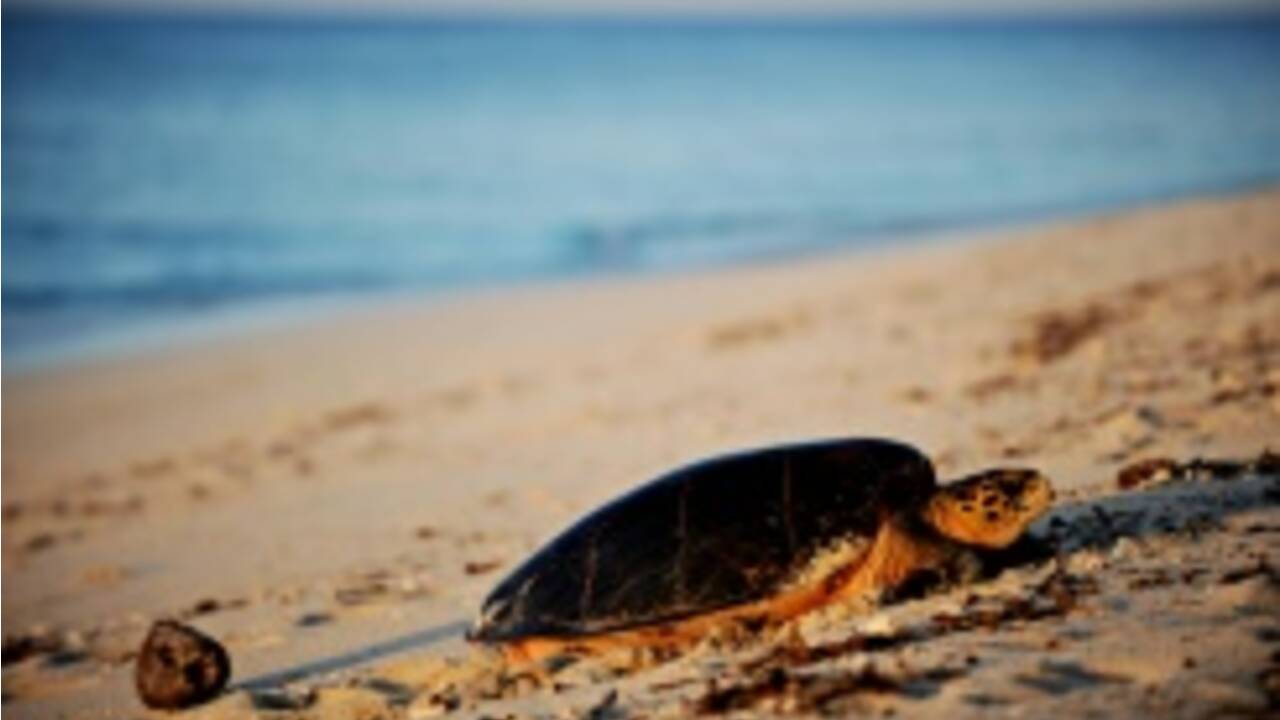 Sur la côte kenyane, la lutte des tortues assaillies par le plastique