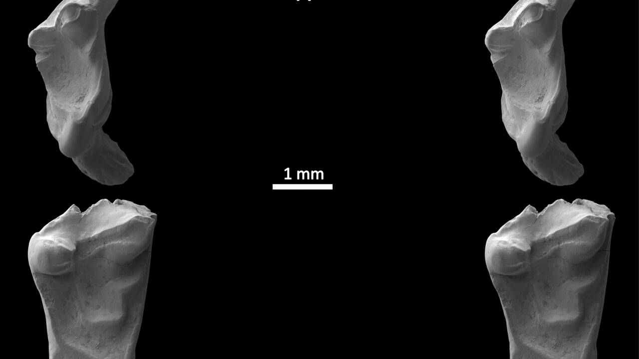 Des dents de "rats" de 145 millions d'années découvertes en Angleterre