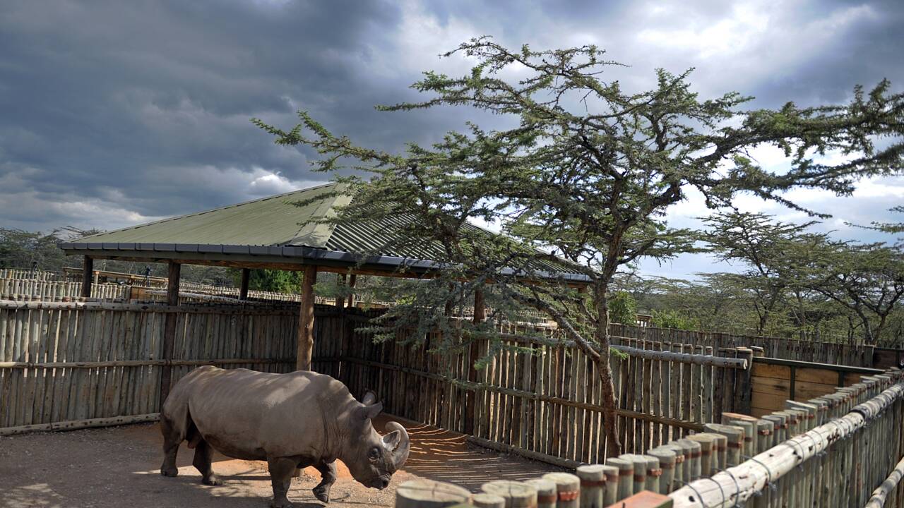 Des cornes de rhinos brûlées dans un zoo tchèque pour combattre le braconnage