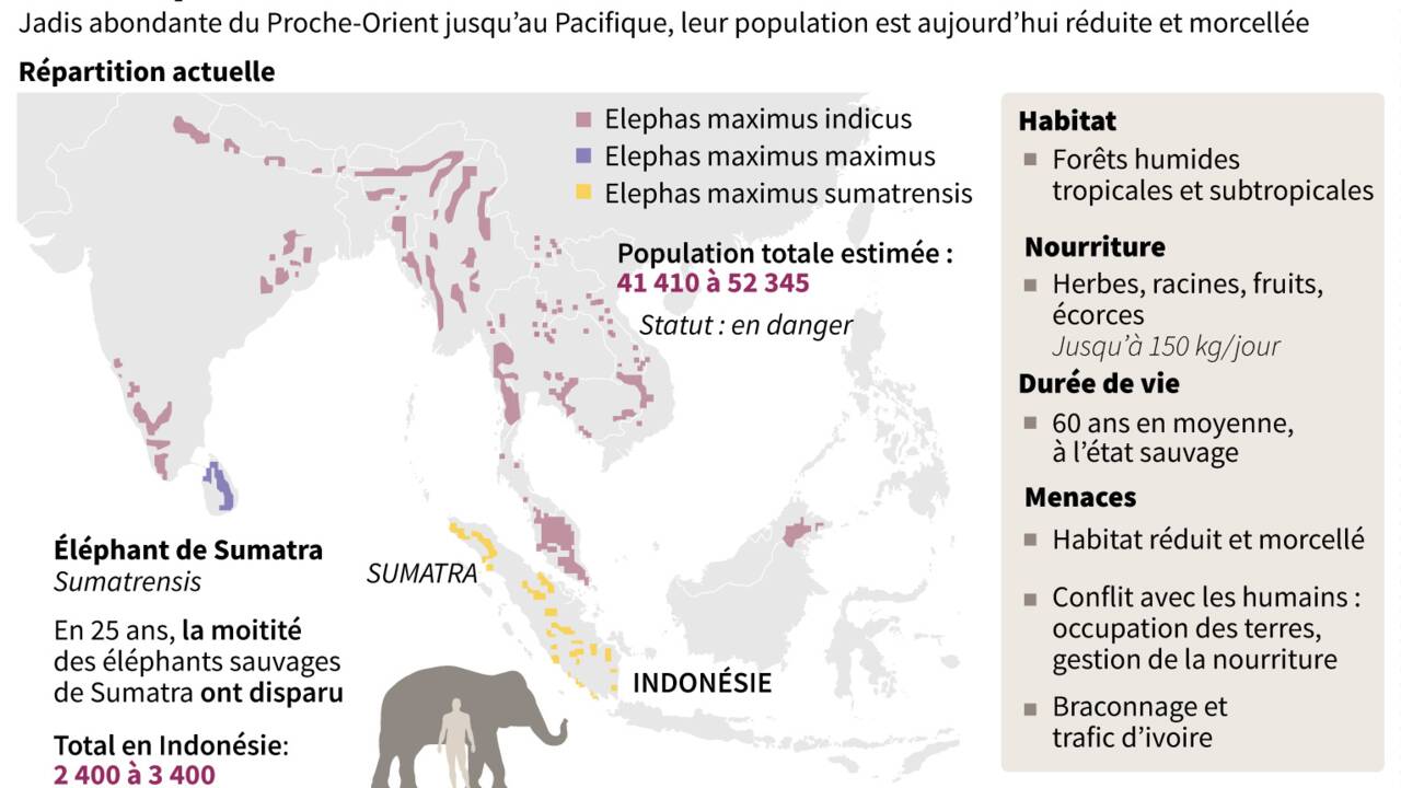 Sumatra: des éléphants patrouilleurs sauvent leurs cousins sauvages