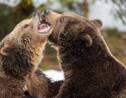 Les mamans ourses gardent leurs petits comme "boucliers" contre les chasseurs