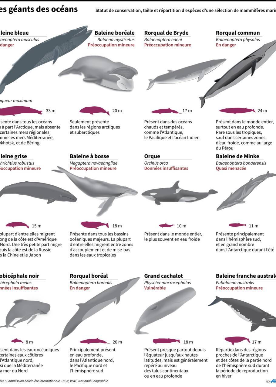 Les pays pro-chasse sabordent la création d'un sanctuaire de baleines