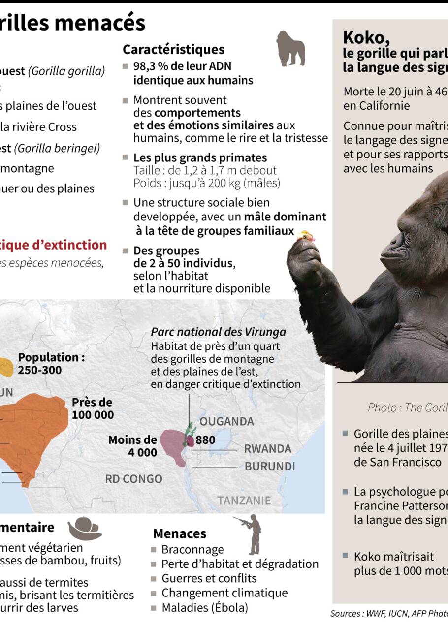 Mort de Koko, le gorille qui parlait le langage des signes