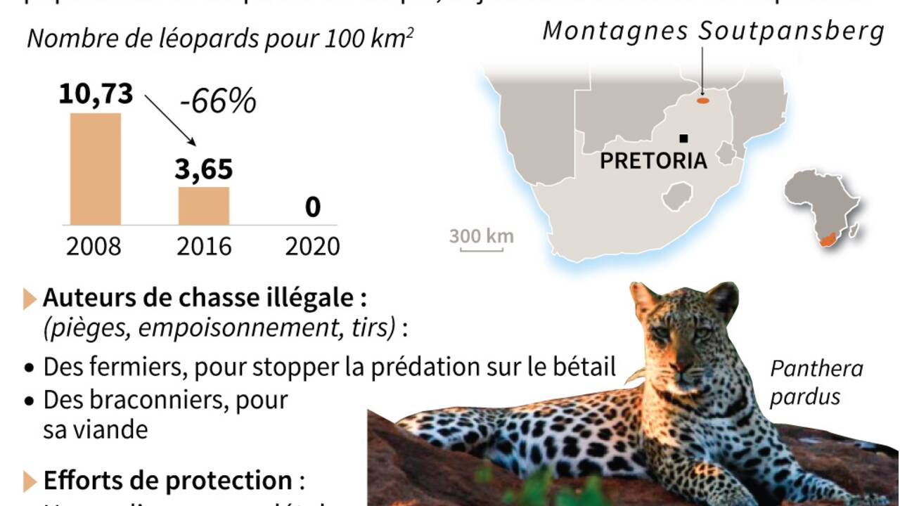 Effondrement du nombre de léopards dans le nord de l'Afrique du Sud