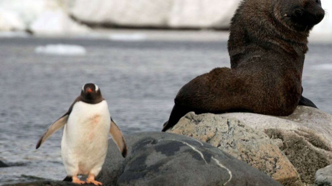 Antarctique: pourquoi sanctuariser la mer de Ross?