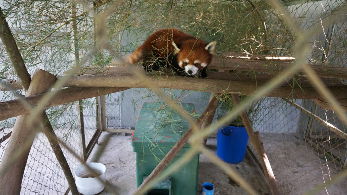 Trois pandas roux rescapés d'un trafic d'animaux installés au Laos