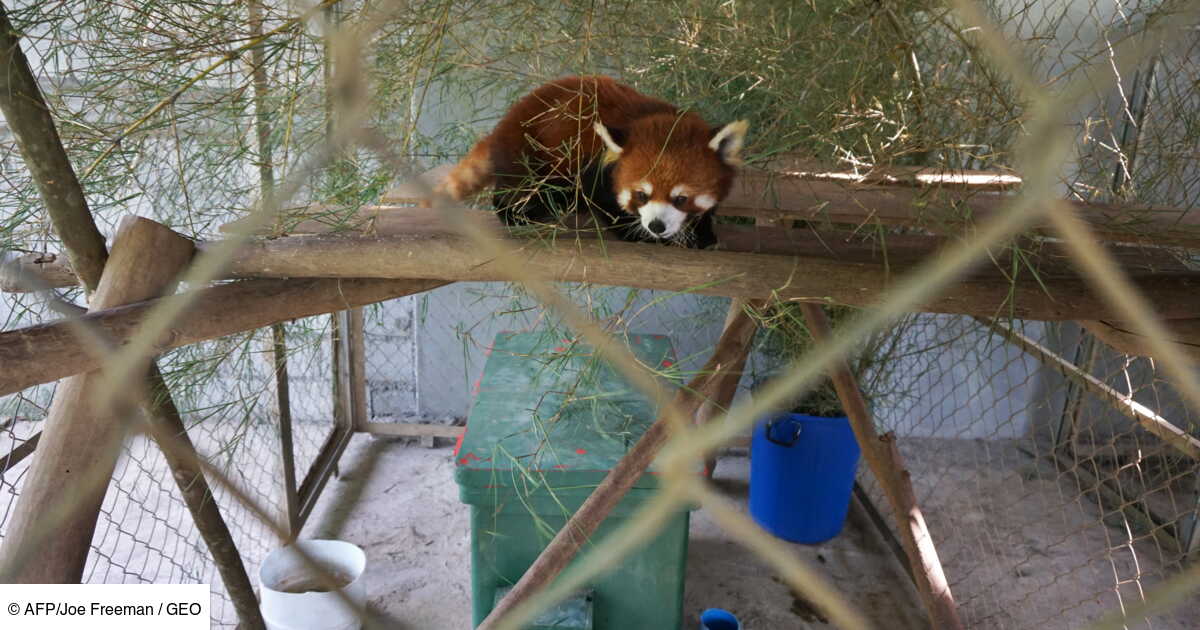 Trois Pandas Roux Rescapes D Un Trafic D Animaux Installes Au Laos Geo Fr