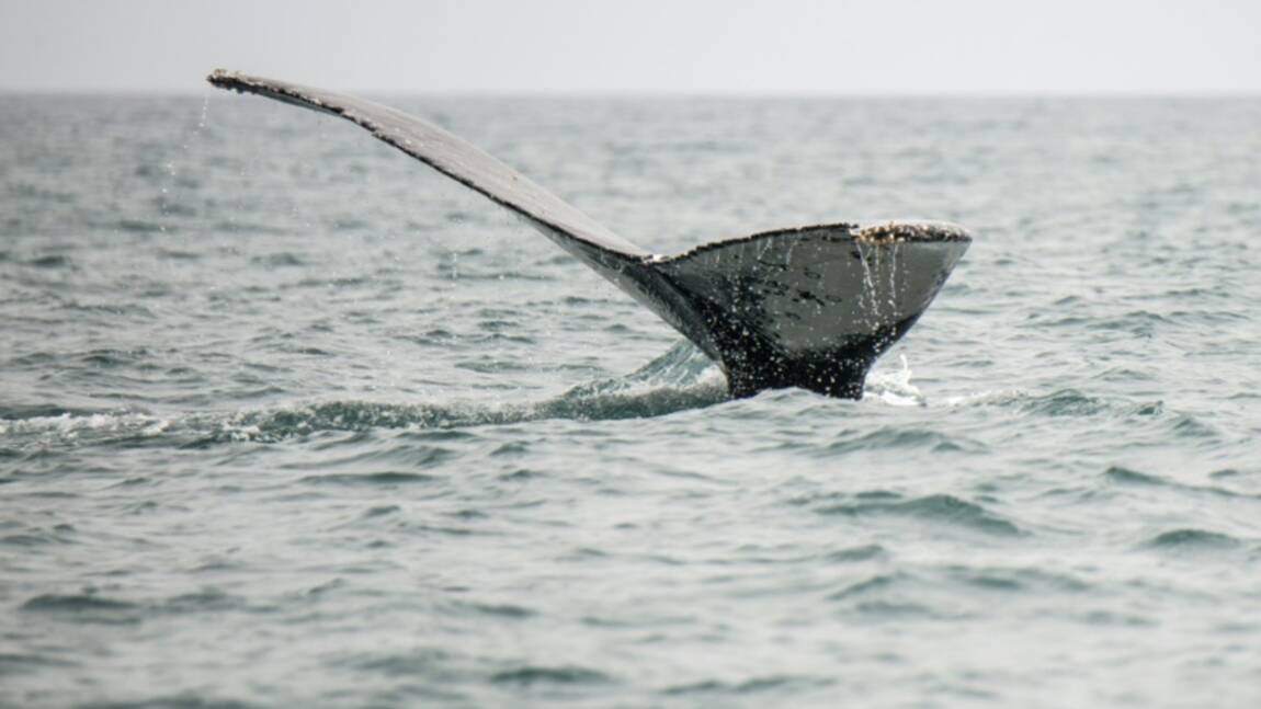 Partisans et opposants à la chasse à la baleine affichent leur fermeté