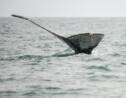 Partisans et opposants à la chasse à la baleine affichent leur fermeté