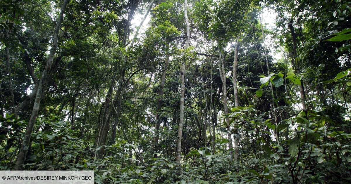 Climat Les Forets Tropicales Un Poumon Qui S Essouffle Geo Fr