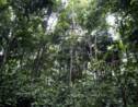Climat: les forêts tropicales, un "poumon" qui s'essouffle
