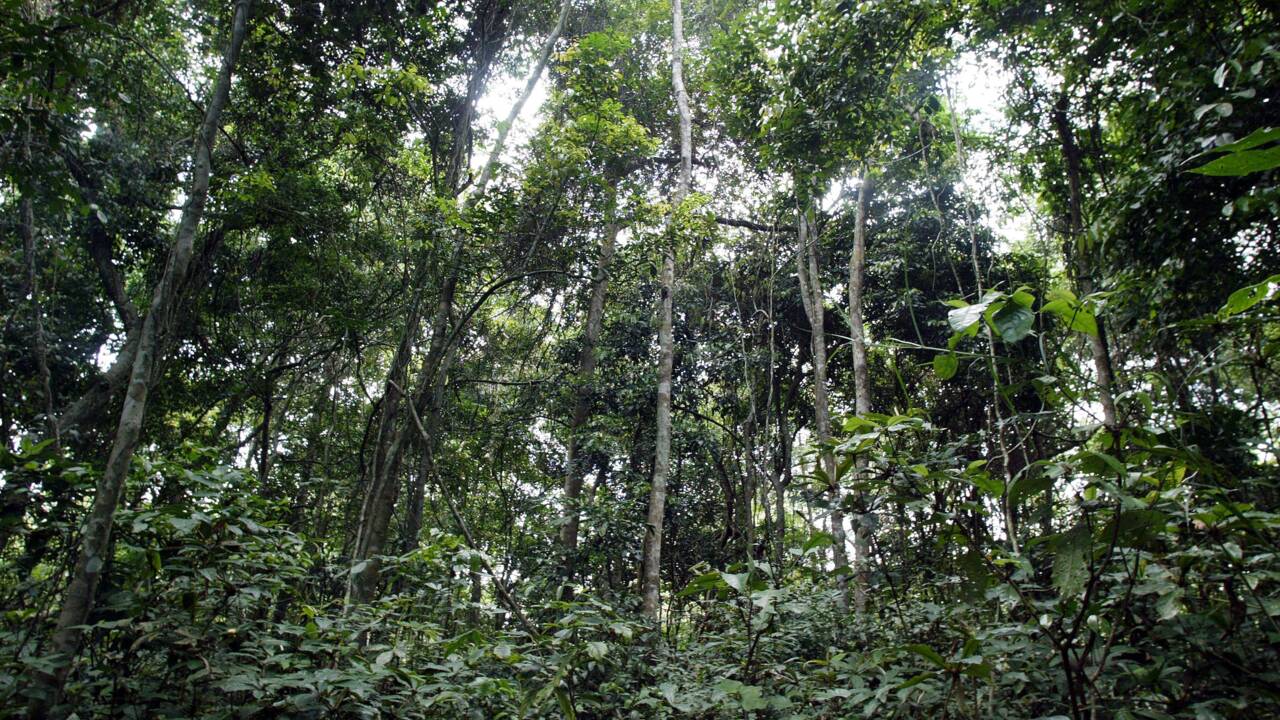 RDC: confessions religieuses au chevet de la forêt du bassin du Congo