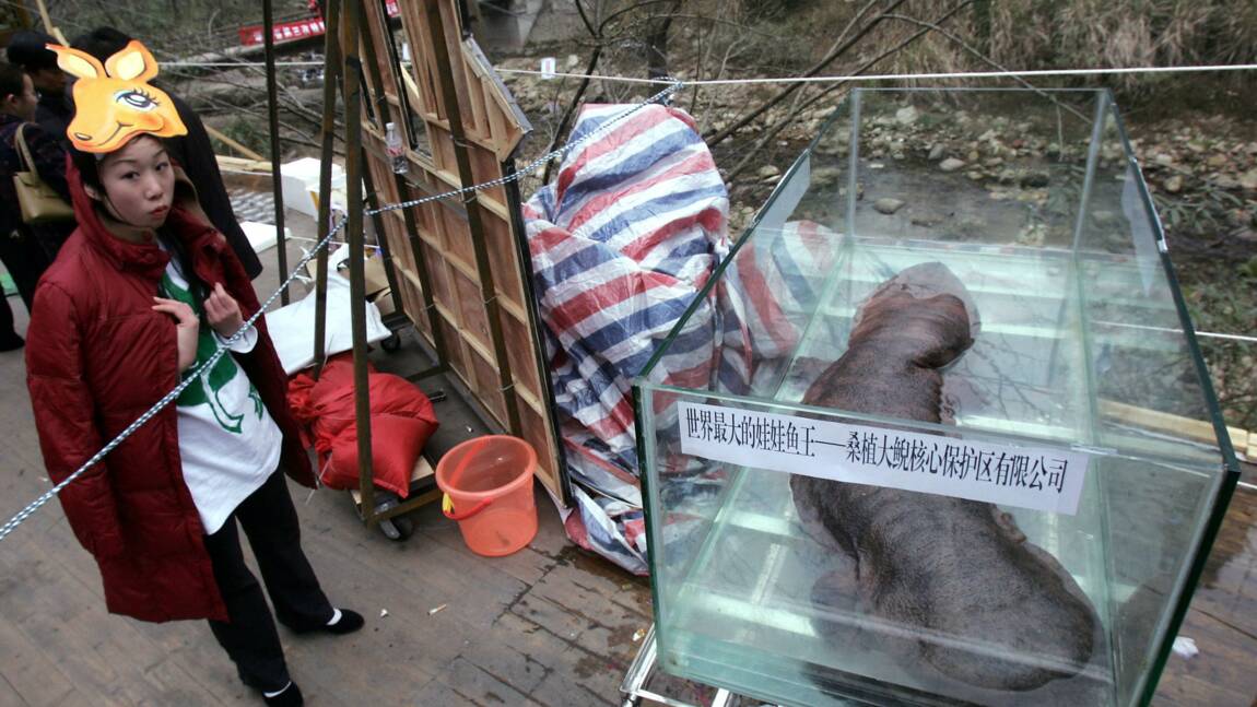 La salamandre géante de Chine court vers l'extinction