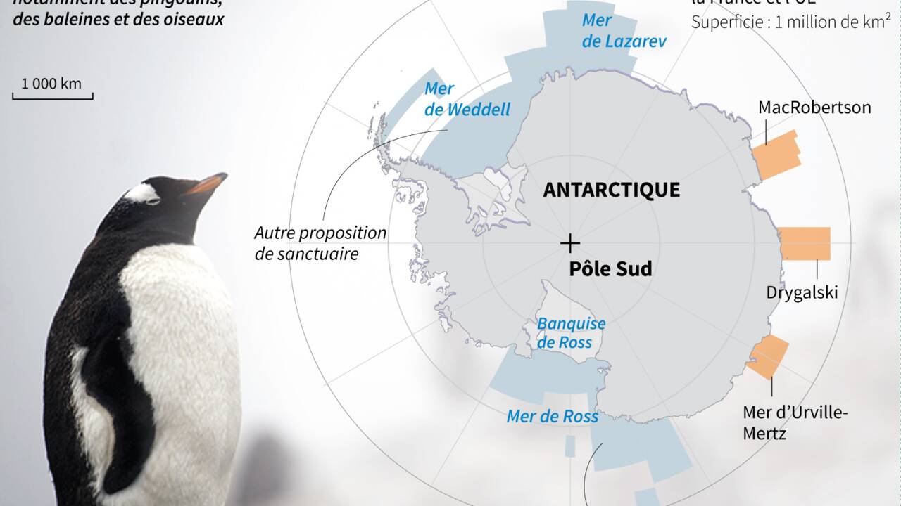 Nouvelles négociations pour un immense sanctuaire marin en Antarctique