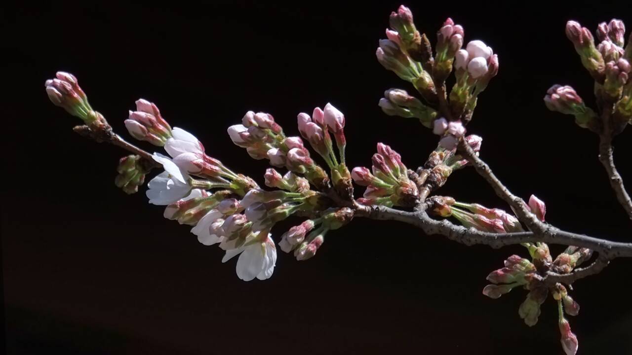Les cerisiers japonais menacés par un coléoptère venu de l'étranger