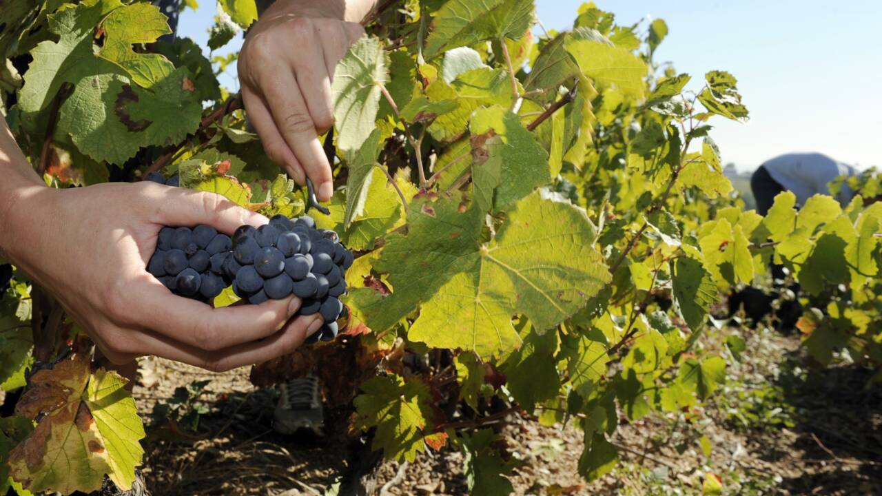 De nouvelles vignes résistantes aux maladies pour diminuer l'usage des pesticides