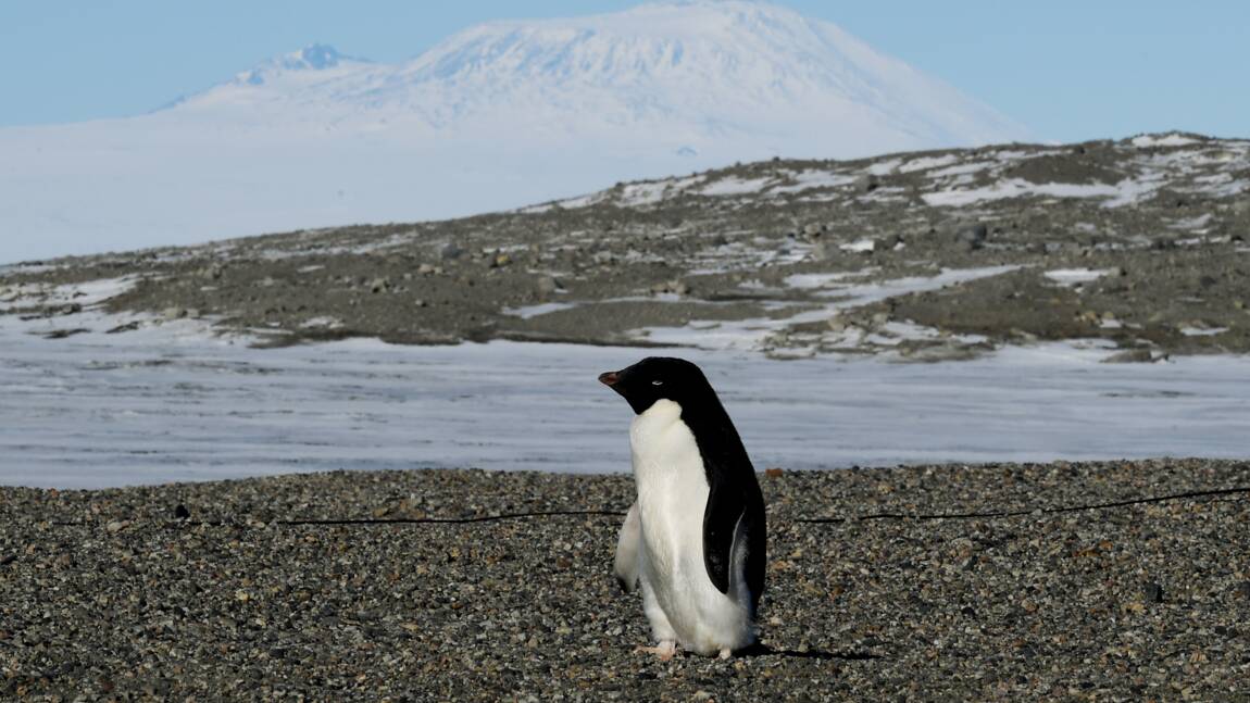Manchots: les chercheurs appellent à mieux protéger l'Antarctique