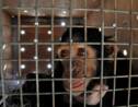 "Chimpanzé à selfies" en Irak, Manno trouve refuge au Kenya